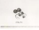 Click for 1 image(s) for this accession. FRUIT